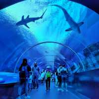 Fasinating & educational aquarium tour!