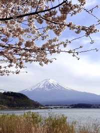 【河口湖畔(北岸)の桜/山梨県】河口湖×富士山×桜