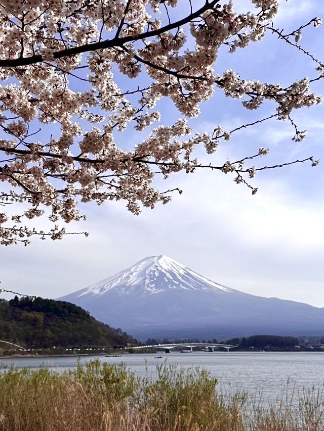 【河口湖畔(北岸)の桜/山梨県】河口湖×富士山×桜