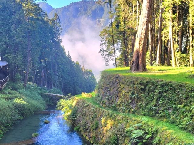 嘉義｜阿里山國家森林遊樂區