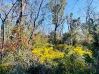 Wave rock with wild flowers