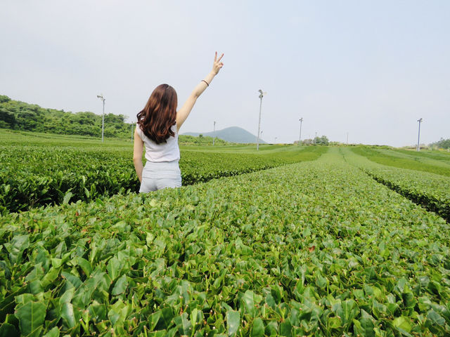 🇰🇷 濟州島三大最美綠色景點🌳💚