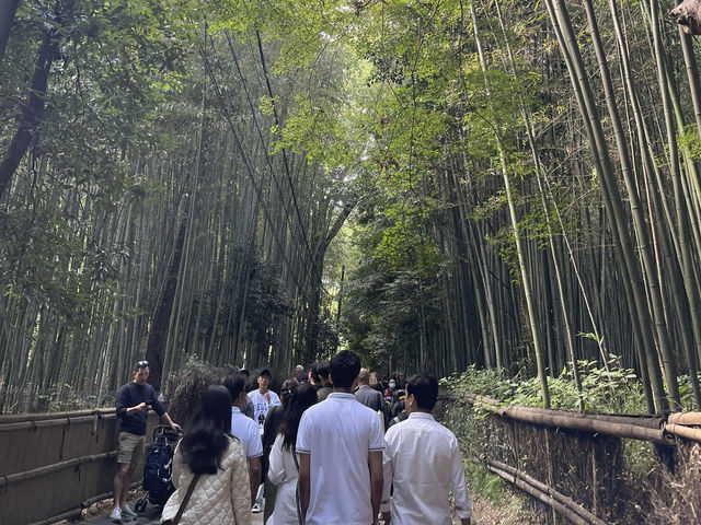 京都　渡月橋と竹林