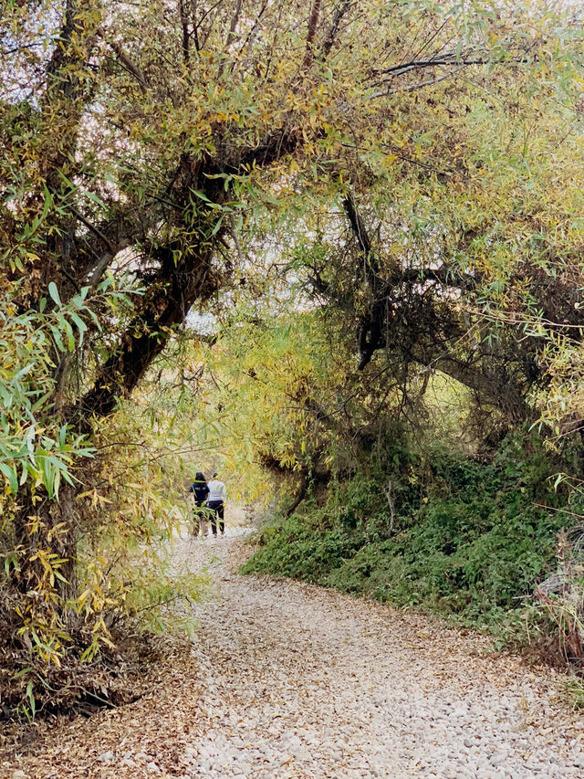 Gorgeous Fall colors in Winter on the Lopez Canyon Trail