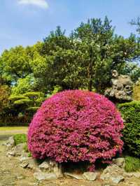 桂林公園居然這麼美！