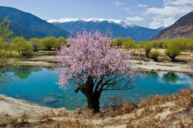 三月·川藏林芝桃花節（成都到拉薩）。