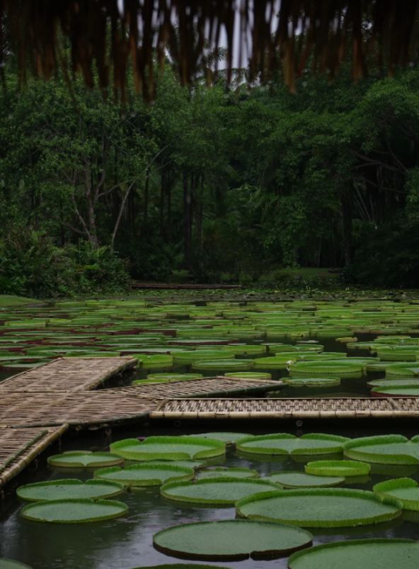 版納植物園現實版莫奈花園既視感。