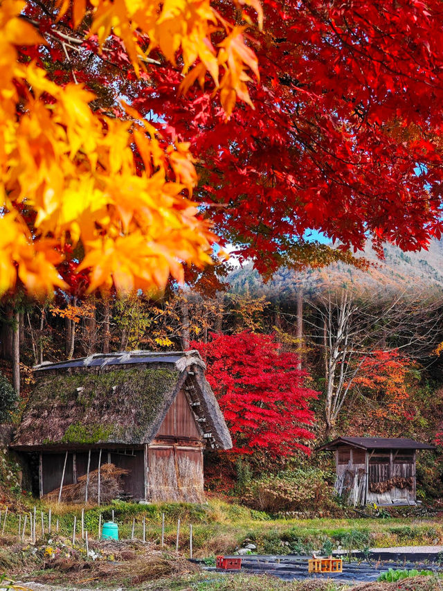 白川鄉紅葉季，現實與網傳圖的差距竟然這麼大！。