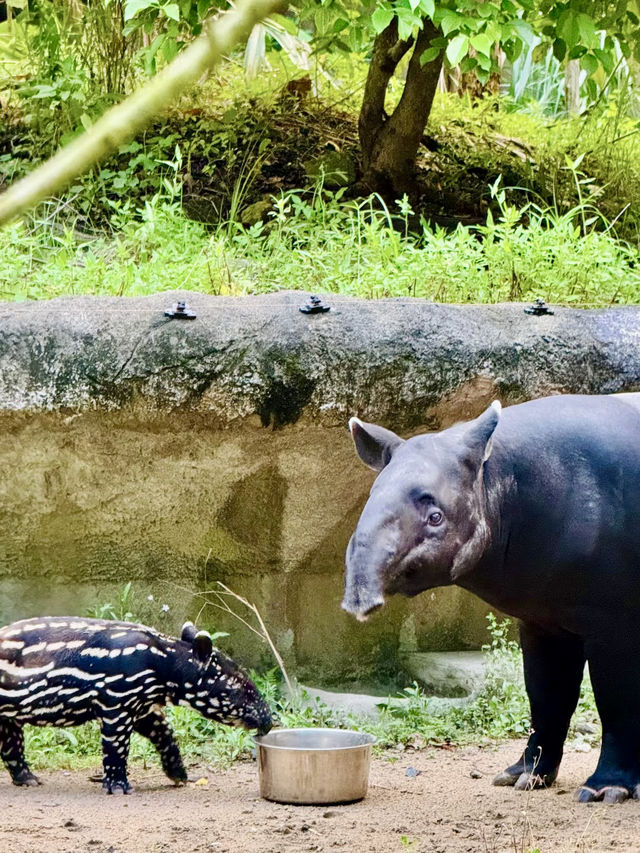 在動物的世界裡尋找純真的台北時光