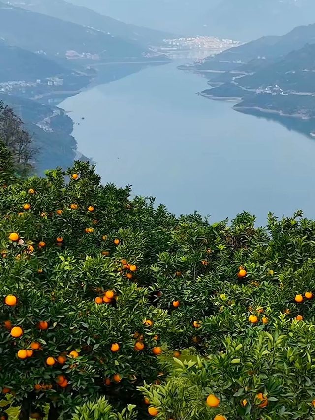 冬日裡的甜蜜暴擊！湖北秭歸等你來！