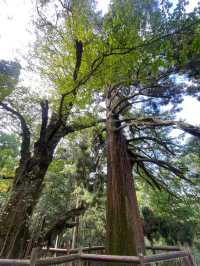 7日暢遊攻略：江西南昌-廬山-景德鎮 玩轉三地不踩雷