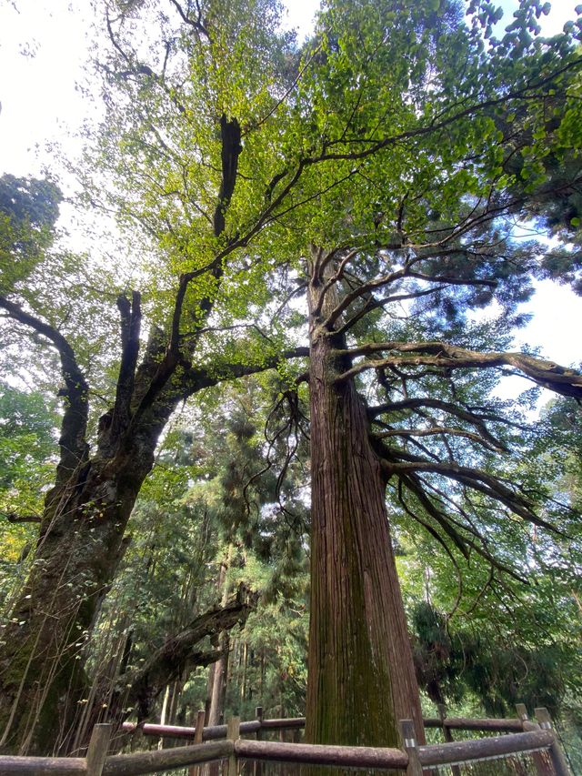 7日暢遊攻略：江西南昌-廬山-景德鎮 玩轉三地不踩雷