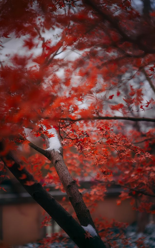 雙旦遊揚州|大明寺遊玩攻略