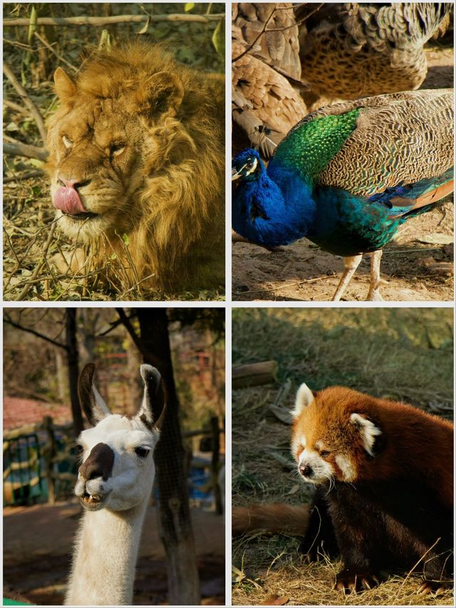 冬季反向目的地特色旅行好去處（附長隆動物園攻略）