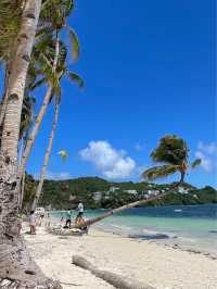 Leaning Coconut Tree