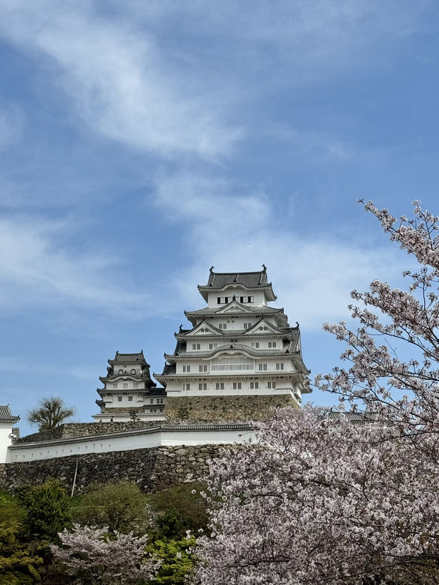 世界遺産姫路城！桜とのコラボレーションは絶景✨