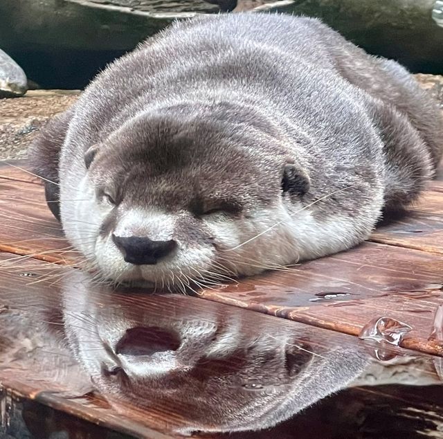 仙台景點｜冬季限定東北企鵝大暴走—仙台海洋森林水族館