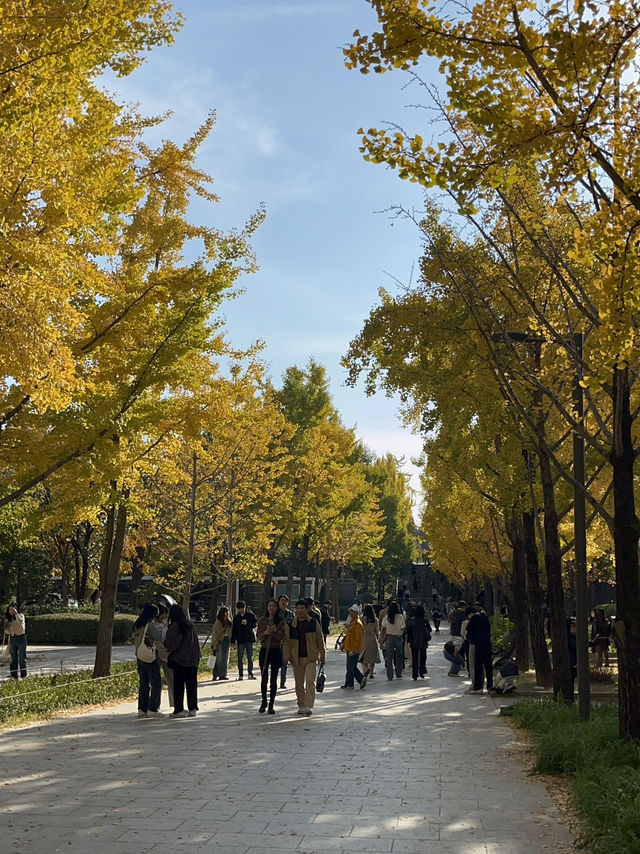 단풍 절정인 서울숲 근황🍁