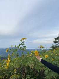 ทุ่งดอกบัวตอง | แม่ฮ่องสอน ⛰️🌼🌿🌳