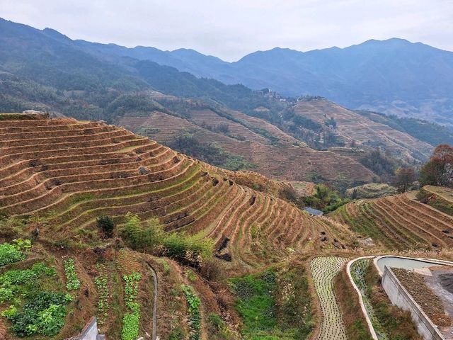 桂林冬季輕奢之旅 Day 3 (Part 3 - 霞梯瑞景酒店)                               