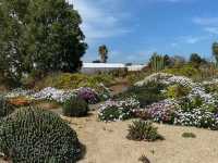 A Desert Oasis in Victoria: Exploring Cactus Country