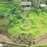 UBUD Rice Terrace - A must Visit 