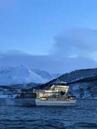 Whale Watching; Must Do in Tromso