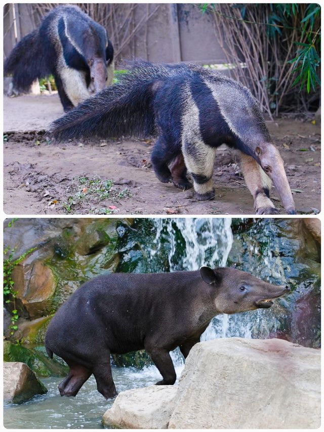 「瘋狂動物城」上海野生動物園走起。