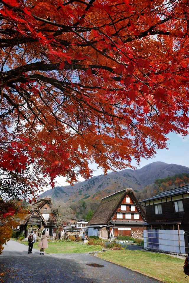 白川鄉避雷指南：周三勿往，出行必備攻略。