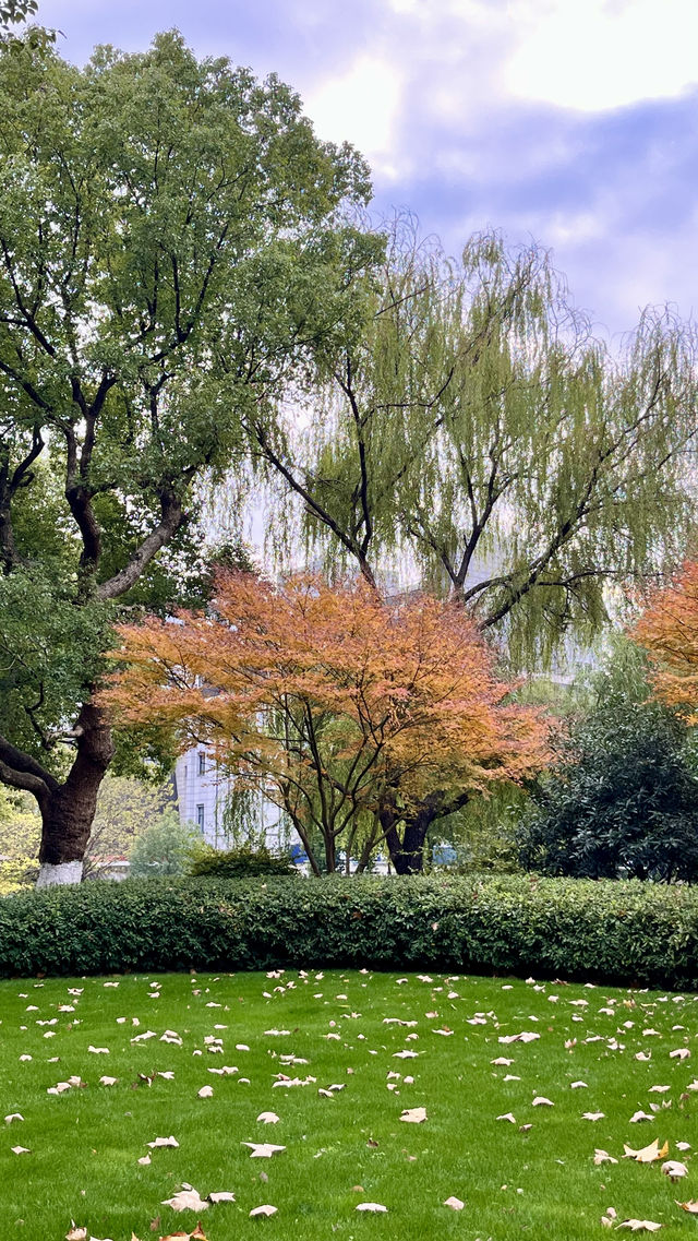 杭州美景與法國梧桐的不解之緣