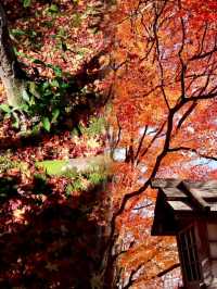 京都嵐山常寂光寺｜