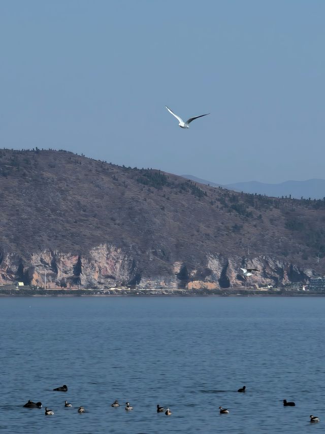 冬日的大理是藍天的懷抱洱海還是太美了