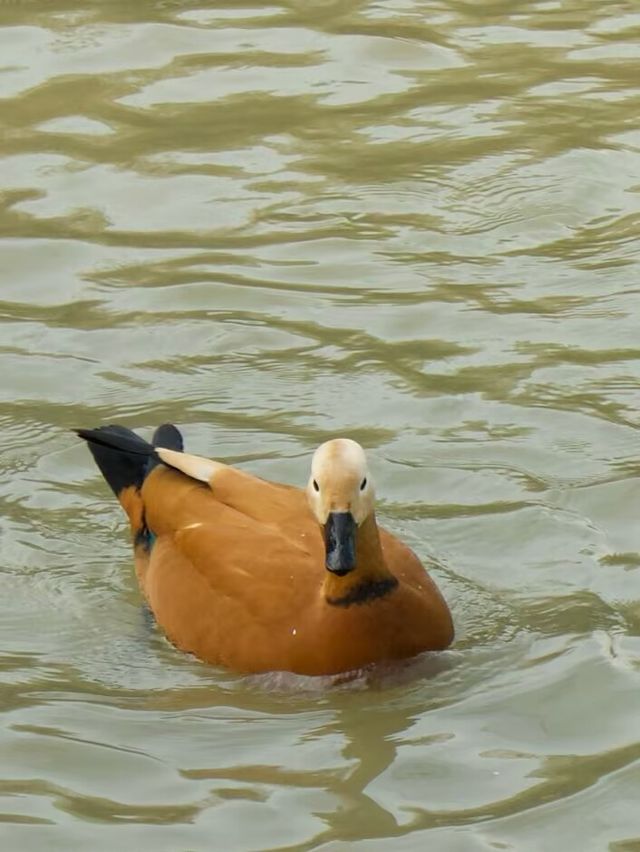 冬季反向遊 | 附汴京動物園互動遊玩攻略