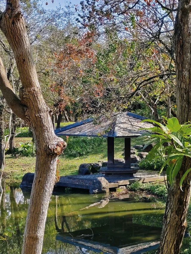 宜蘭丨徜徉在一整片的落羽杉森林裡丨羅東運動公園