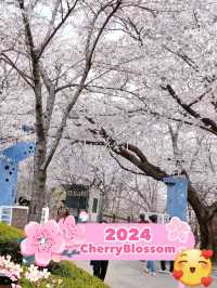 Where to see cherry blossom 🌸 outside of Seoul