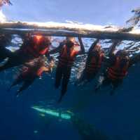 whale shark