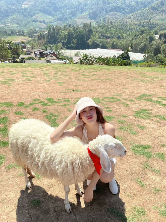 บ้าน​แกะ​แม่ขิ🐑🛖