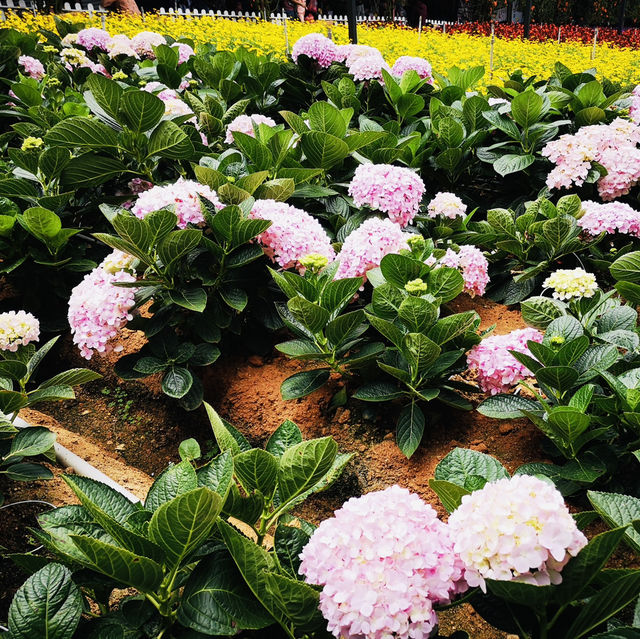 Purple Paradise: A Magical Day at Lavender Garden Cameron Highlands!