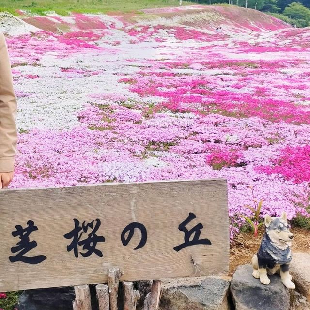 【北海道】三島さんの芝桜庭園