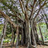 The biggest tree in Europe