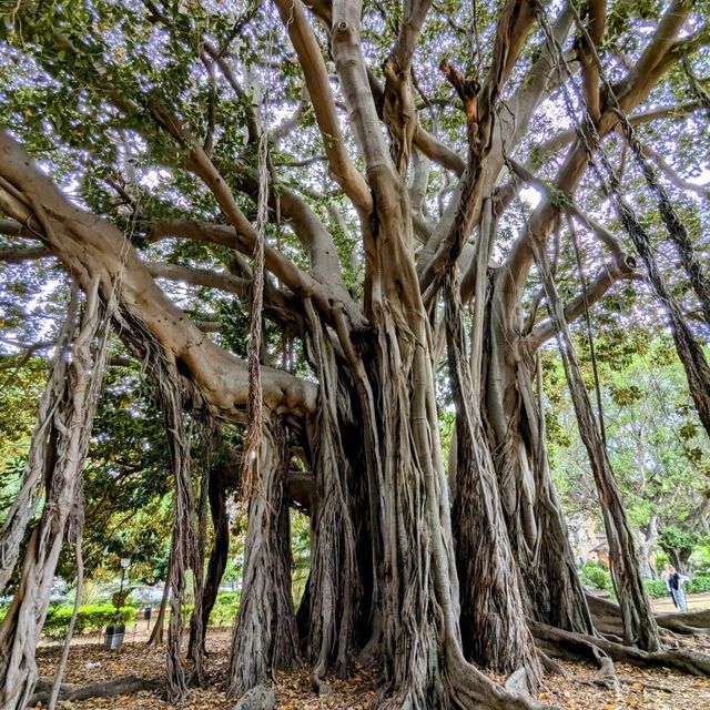 The biggest tree in Europe