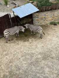 Animal festival at Zoo Bojnice 🐫🐘