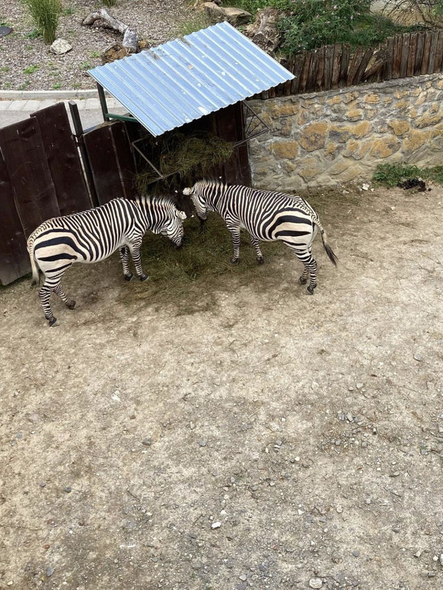 Animal festival at Zoo Bojnice 🐫🐘