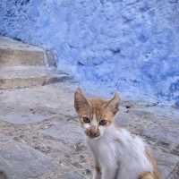 Chefchaouen : A Dream for Cat Lovers