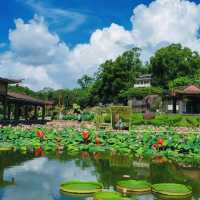 夏日當然要來廣州蓮花山賞蓮花啦