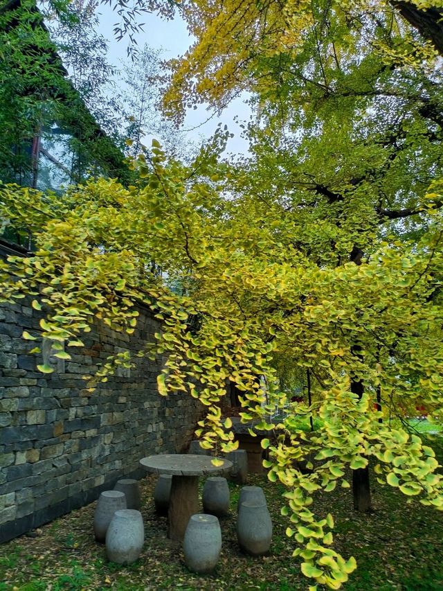 別再白跑一趟，古觀音禪寺銀杏觀賞指南。