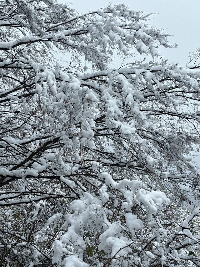 西安南五台|賞一場秦嶺初雪。