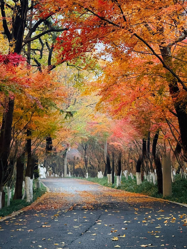 12月的棲霞山楓葉已經紅透了快衝