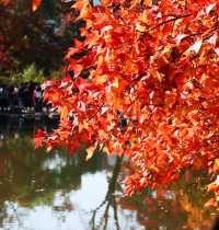 蘇州天平山滿目紅葉驚艷眼球