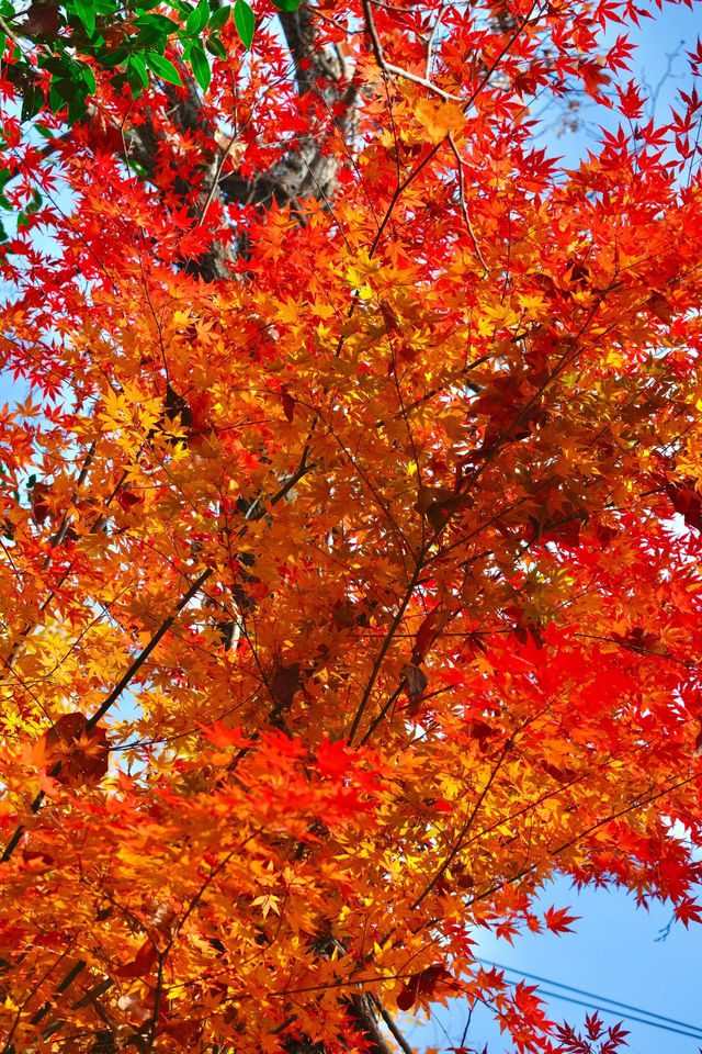 在棲霞山拍到了南京紅葉天花板